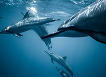 世界杯球队排名-防守效率倒数第二！开拓者主帅：现在评判为时尚早