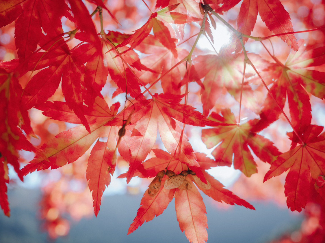 世界杯小组积分-2026年2月财运颇为旺盛的 3 生肖，赚得开心、花的安心，前程似锦